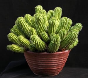 Euphorbia Suzannae Sukulent Bol Yavru Veren Sukulent