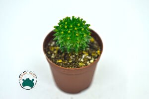 Euphorbia Suzannae Sukulent Bol Yavru Veren Sukulent