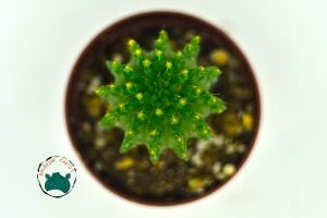 Euphorbia Suzannae Sukulent Bol Yavru Veren Sukulent