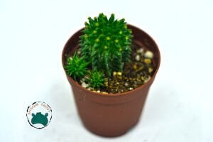 Euphorbia Suzannae Sukulent Bol Yavru Veren Sukulent