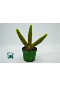 Hildewintera Aureispina Altın Maymun Kuyruğu Kaktüsü 8.5CM Saksıda