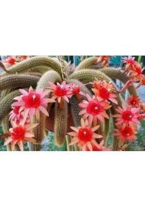 Hildewintera Aureispina Altın Maymun Kuyruğu Kaktüsü 8.5CM Saksıda