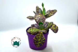 Kalanchoe Humilis Leopar Sukulent 8.5CM'lik Saksı