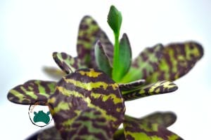 Kalanchoe Humilis Leopar Sukulent 8.5CM'lik Saksı