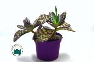 Kalanchoe Humilis Leopar Sukulent 8.5CM'lik Saksı