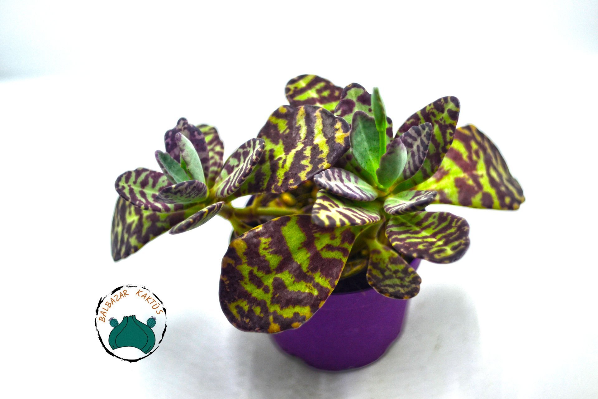 Kalanchoe Humilis Leopar Sukulent 8.5CM'lik Saksı