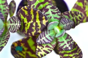 Kalanchoe Humilis Leopar Sukulent 8.5CM'lik Saksı