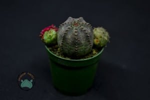 Euphorbia Obesa Kaktüs Koleksiyonluk Nadir Tür Kaktüs