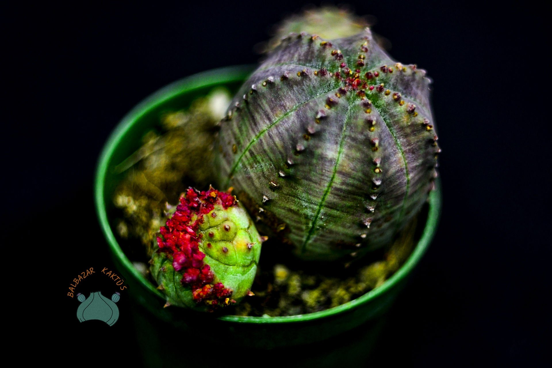 Euphorbia Obesa Kaktüs Koleksiyonluk Nadir Tür Kaktüs