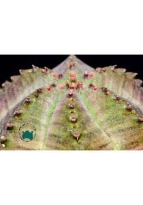 Euphorbia Obesa Kaktüs Koleksiyonluk Nadir Tür Kaktüs