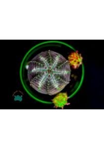 Euphorbia Obesa Kaktüs Koleksiyonluk Nadir Tür Kaktüs