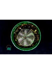 Euphorbia Obesa Kaktüs Koleksiyonluk Nadir Tür Kaktüs