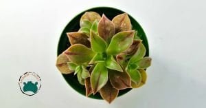 Aeonium Leucoblepharum Gökkuşağı Renk Değiştiren Sukulent Özel Tür 8.5CM Saksıda