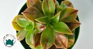 Aeonium Leucoblepharum Gökkuşağı Renk Değiştiren Sukulent Özel Tür 8.5CM Saksıda