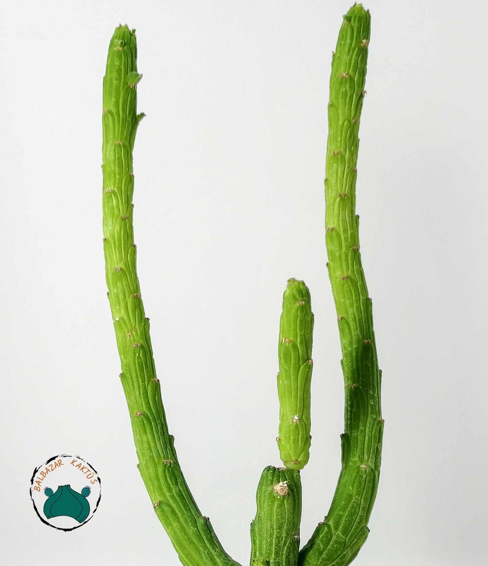 Euphorbia Bisellenbeckii Bruyns Ahtapot Kolları Sukulenti