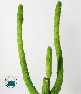 Euphorbia Bisellenbeckii Bruyns Ahtapot Kolları Sukulenti