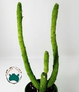 Euphorbia Bisellenbeckii Bruyns Ahtapot Kolları Sukulenti