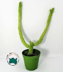 Euphorbia Bisellenbeckii Bruyns Ahtapot Kolları Sukulenti