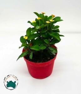 Euphorbia Milii Dikenler Tacı Pembe Sarı Çiçek Açar 8.5CMlik Saksıda