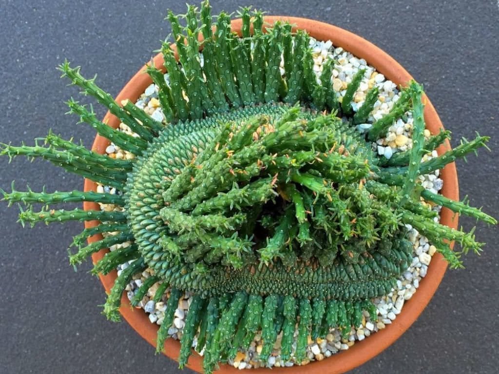 Euphorbia Flanaganii Sukulent Medusa Başı Ahtapot Kaktüsü 12cm Saksıda