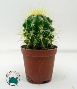 Echinocactus Grusonii Altın Fıçı Kaktüsü Altın Varil Kaktüsü