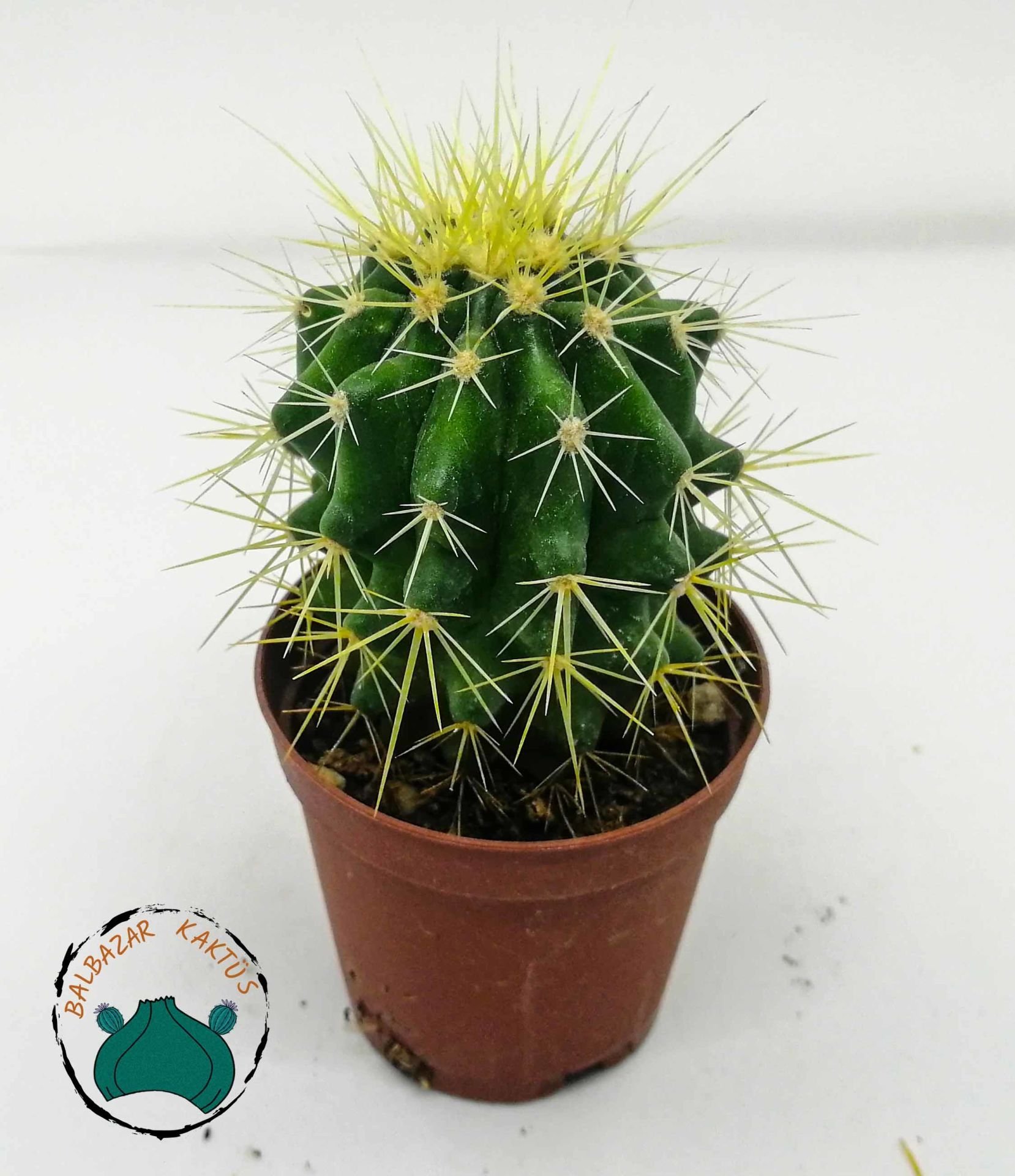 Echinocactus Grusonii Altın Fıçı Kaktüsü Altın Varil Kaktüsü