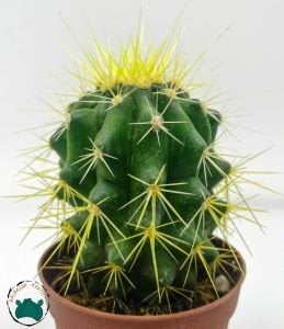 Echinocactus Grusonii Altın Fıçı Kaktüsü Altın Varil Kaktüsü