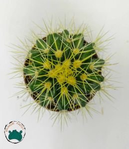 Echinocactus Grusonii Altın Fıçı Kaktüsü Altın Varil Kaktüsü