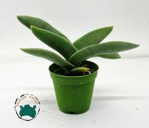 Crassula Falcata Sukulent - Uçak Fabrikası Sukulent