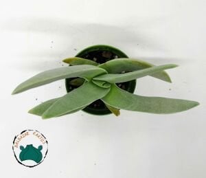 Crassula Falcata Sukulent - Uçak Fabrikası Sukulent