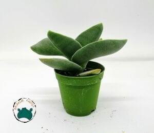 Crassula Falcata Sukulent - Uçak Fabrikası Sukulent