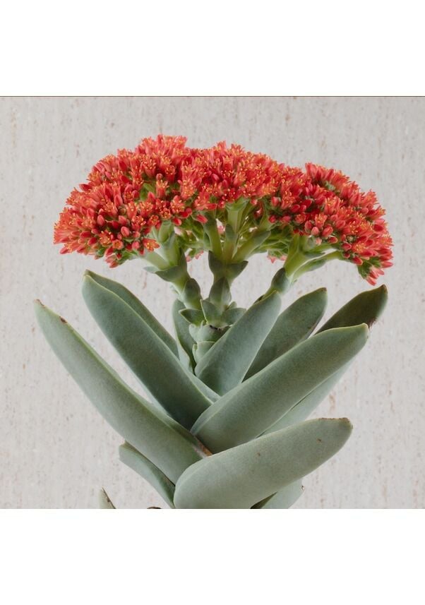 Crassula Falcata Sukulent - Uçak Fabrikası Sukulent