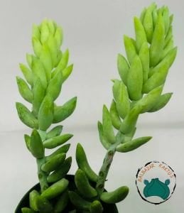Sedum Morganianum Sukulent Boncuk Sukulent 5,5CM Saksıda