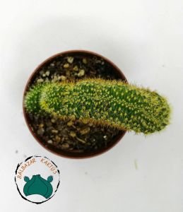Hildewintera Aureispina Cristata Kıvrık Beyin Kaktüs