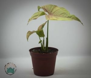 Syngonium Red – Ok Başı Sarmaşığı Salon Bitkisi