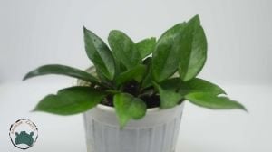 Hoya Carnosa Mum Çiçeği 14CM Saksıda +35 CM Boy