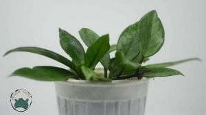 Hoya Carnosa Mum Çiçeği 14CM Saksıda +35 CM Boy