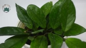 Hoya Carnosa Mum Çiçeği 14CM Saksıda +35 CM Boy