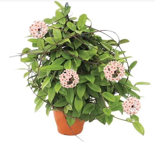 Hoya Carnosa Mum Çiçeği 14CM Saksıda +35 CM Boy
