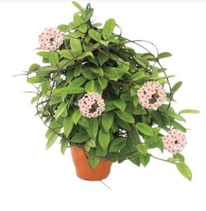 Hoya Carnosa Mum Çiçeği 14CM Saksıda +35 CM Boy