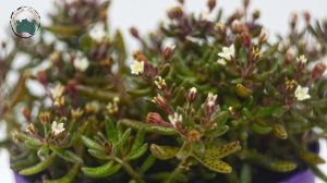 Crassula Humbertii Sukulent 8,5CM SAksı