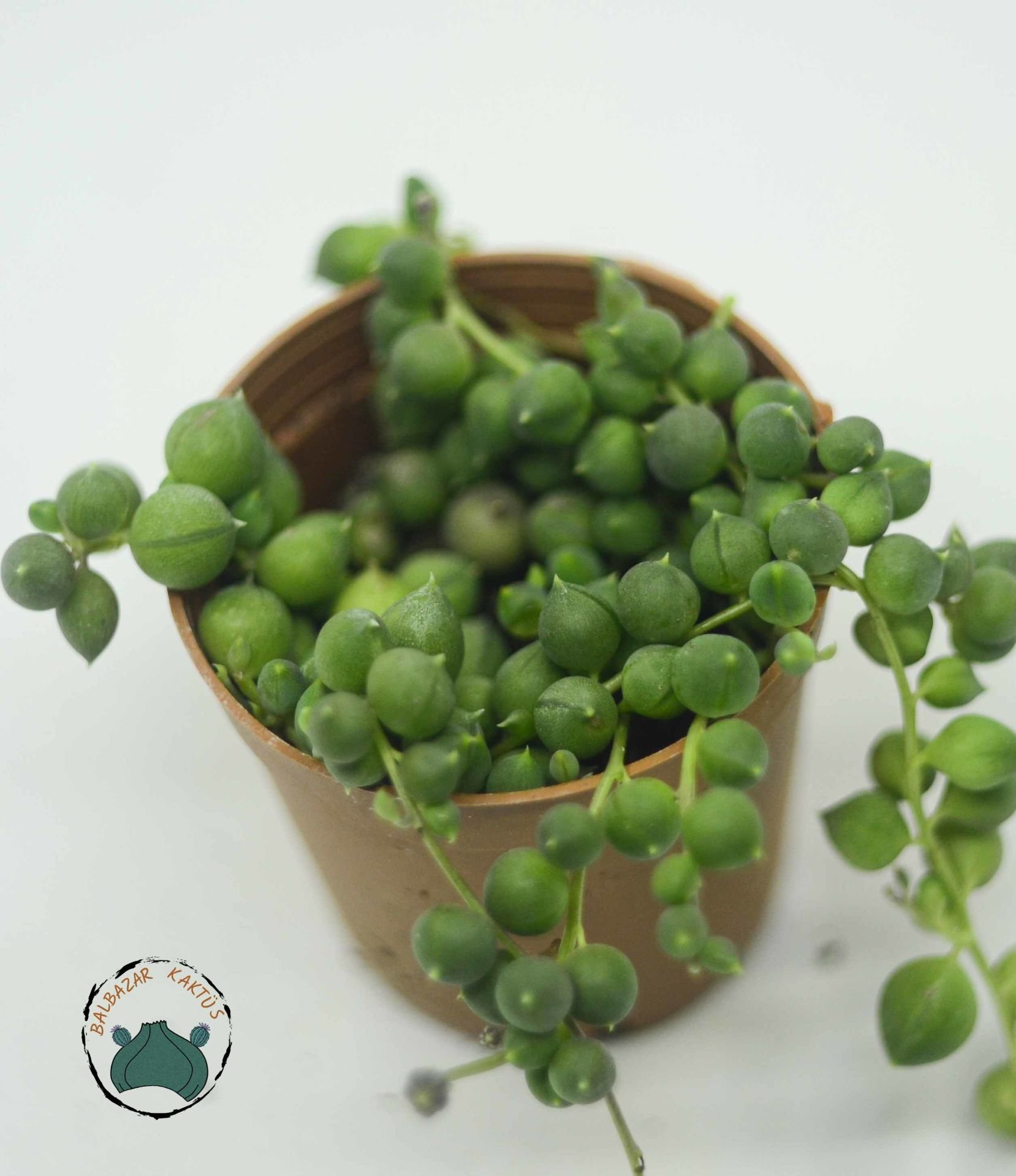 Senecio Rowleyanus Yuvarlak Uçlu Tesbih Çiçeği Bezelye Sukulenti