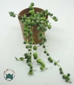 Senecio Rowleyanus Yuvarlak Uçlu Tesbih Çiçeği Bezelye Sukulenti