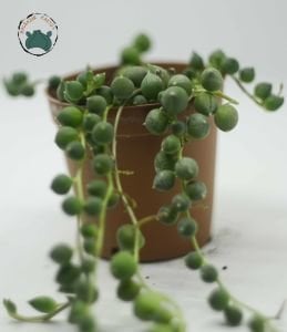 Senecio Rowleyanus Yuvarlak Uçlu Tesbih Çiçeği Bezelye Sukulenti