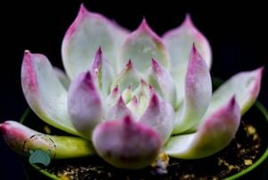 Echeveria Colorata Sukulent Pembe Yeşil Yapraklı 8,5 CM Saksıda