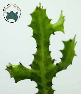 Euphorbia Lactea Sukulent Süt Ağacı 10.5 CM Saksıda