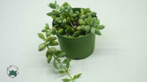 Cotyledon Pendens Turuncu Çan Çiçek Açan Sukulent 8,5CM Saksı