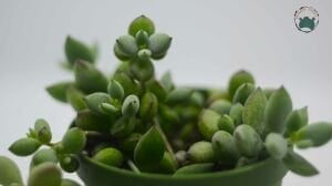 Cotyledon Pendens Turuncu Çan Çiçek Açan Sukulent 8,5CM Saksı