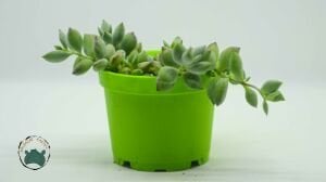 Cotyledon Pendens Turuncu Çan Çiçek Açan Sukulent 8,5CM Saksı
