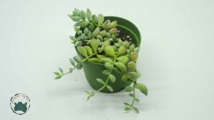 Cotyledon Pendens Turuncu Çan Çiçek Açan Sukulent 8,5CM Saksı